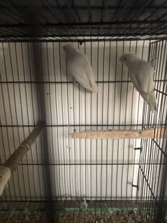 Albino