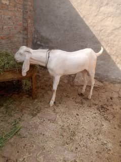 Rajanpuri khassi Bakra age 2 dantt healthy active for qurbani