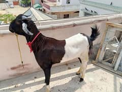 bakra sell serioius buyers contact