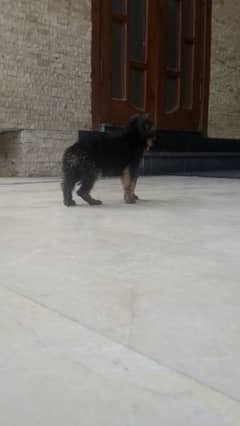 gsd long coat female puppies