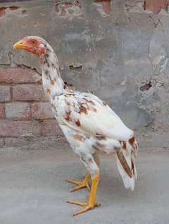 aseel pathi