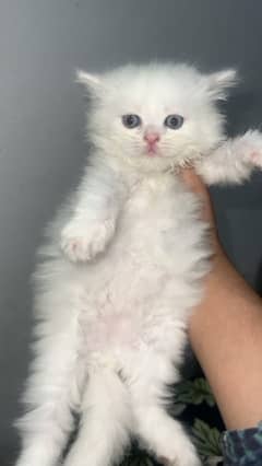 White Persian Blue eyed kitten
