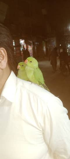 bolane wale tote