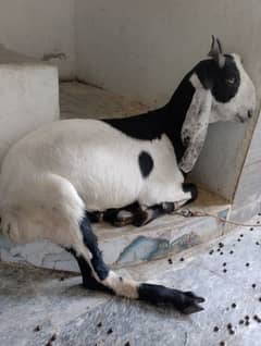 Qurbani Bakra 2dant