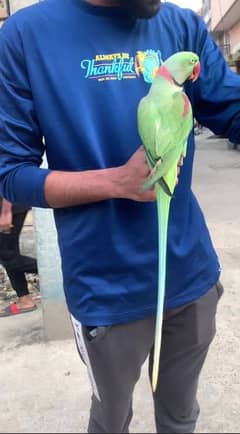 Talking Raw parrot