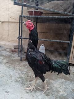 burmi murga for sale