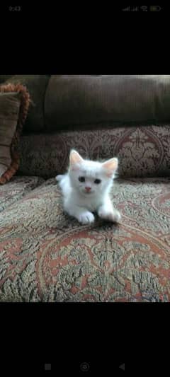 2 month pure Persian kitten for sale