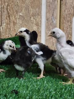 ko shamo aseel chicks