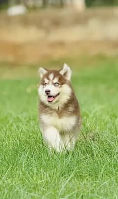 husky puppies 03198435459