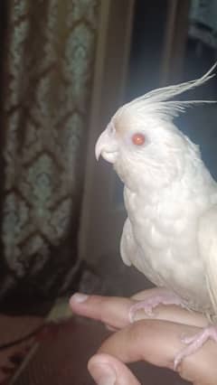 health and active cocktail for sale red eyes mein