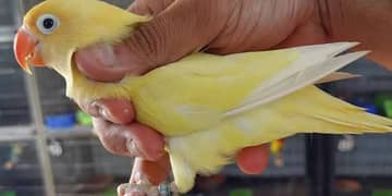 nail tail flying all ok WhatsApp nmbr 03061427420