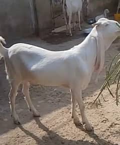 2 dant khassi bkra hai Masha Allah se gulabi hai