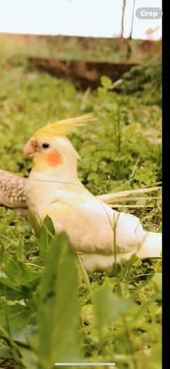 Cocktail parrots for sale
