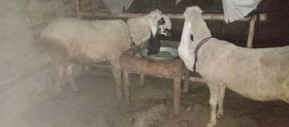 mashllah qurbani wala chatra gr ka Pala Howa