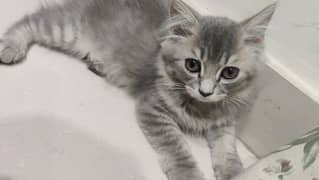 Persian kitten