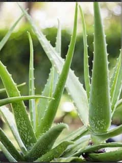 Aloe vera plants for sales