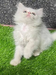 persian kitten - Tripple Coted