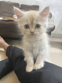 Persian kitten