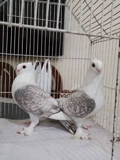 sentinent young pair