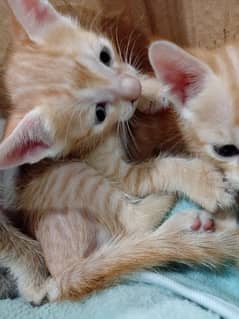Cute healthy baby kittens