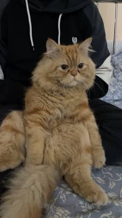 Male cat for mating