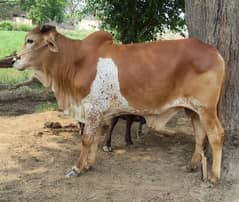 Bulls and Goats Available for Qurbani