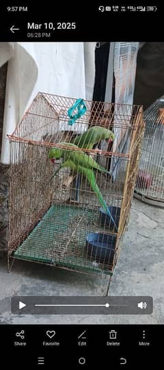 ringneck