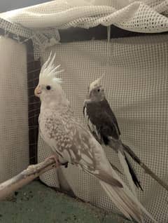 cockatiel parrots pair