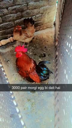 1 male 1 female eggs bi da Rahi hai