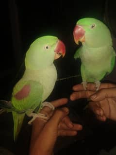 hantam