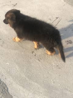 german shepard puppy