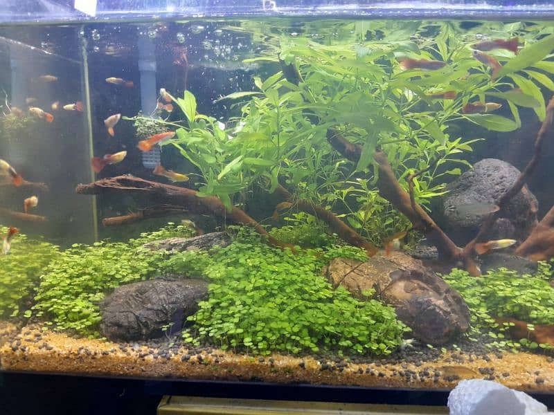 aqua soil 1 KG for fish aquarium 5
