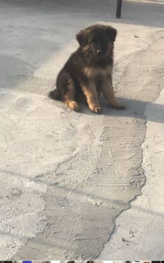 german shepard for sale