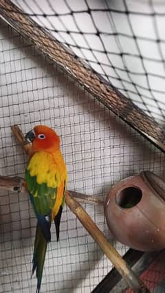 Sun Conure Quality piece Red fector