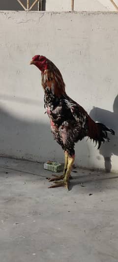 mianwali aseel phuliya