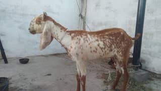 bakri h pat hai