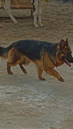 German shepherd
