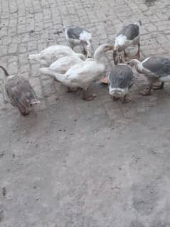 ducks