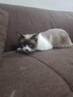 Siamese cat 9 months old for sale