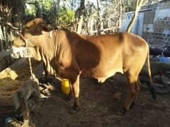 2 dant cow