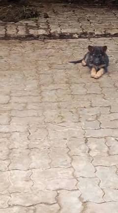 German shepherd female puppy