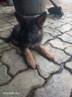 German shepherd female puppy