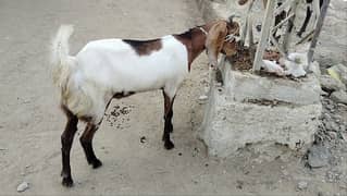 2 dant bakra qurbani k liye sb k alag alag price hai