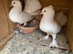 Fancy Lucky Pegions