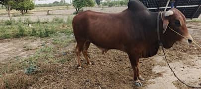 desi bull