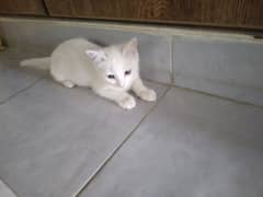 female cat for urgent sale