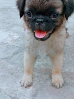 pug puppies 03259777717