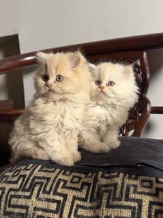 cute persian pair for sale