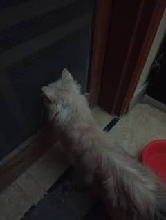 Persian cat coat light brown and grey shed