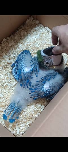 Blue